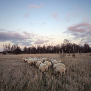 A vibrant image of farm workers feeding the sheep in the early evening with soft green fields around.