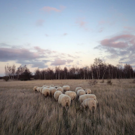A vibrant image of farm workers feeding the sheep in the early evening with soft green fields around.