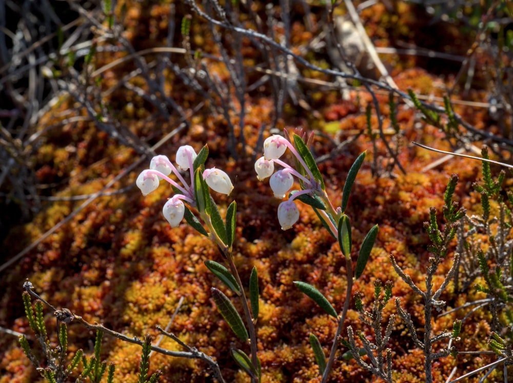 a close up of a flower on a mossy surface