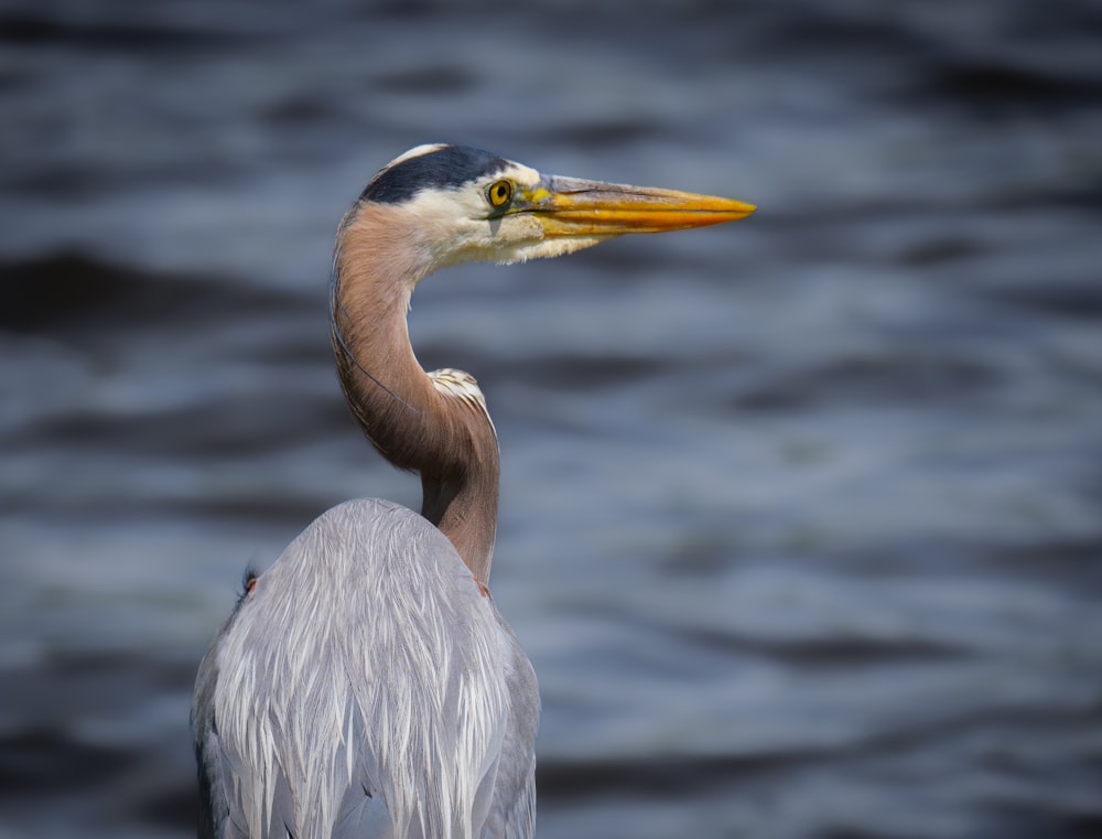 a close up of a bird with a long neck