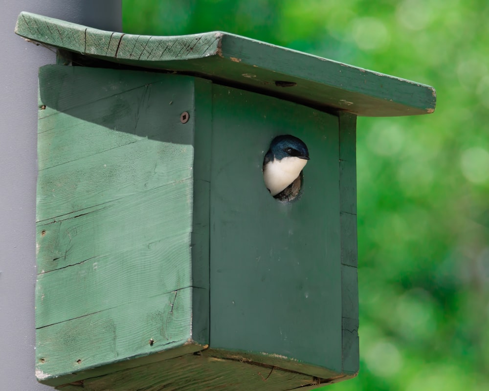 a bird is poking its head out of a birdhouse