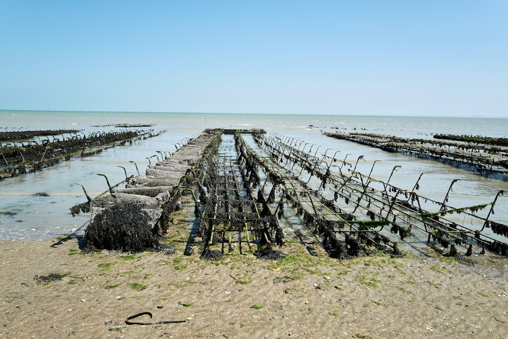 a large number of fishing nets in the water