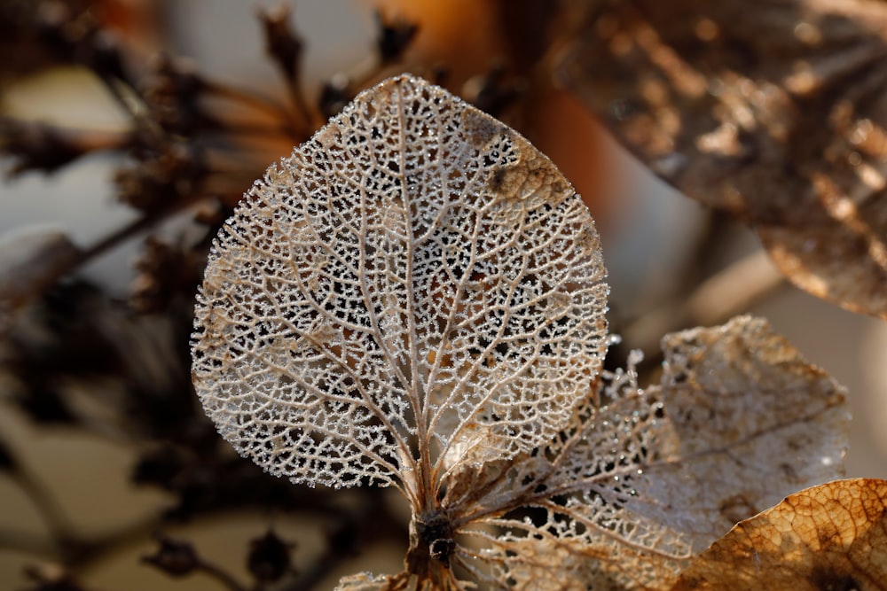 a close up of a leaf on a plant