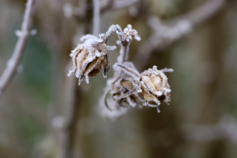 a close up of a tree with ice on it