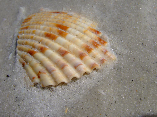 Close-up of a vibrant orange scallop shell resting on smooth beach sand.