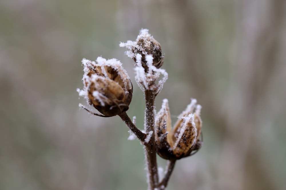 a close up of a plant with snow on it