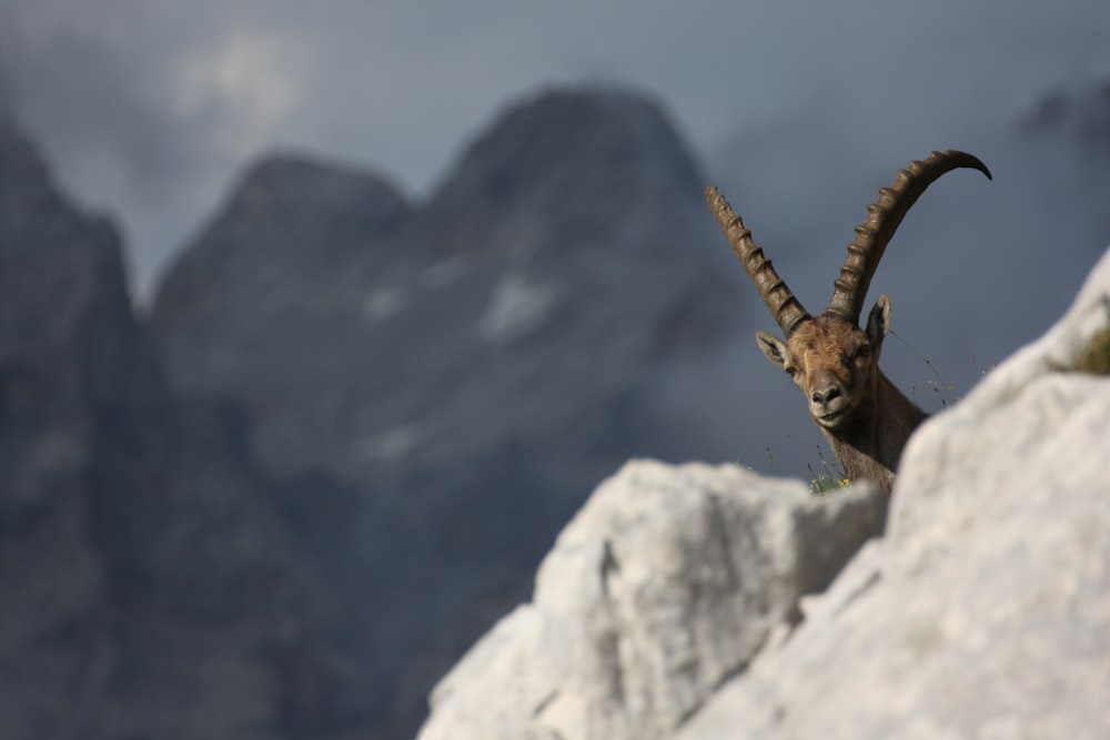 a mountain goat standing on top of a rocky cliff