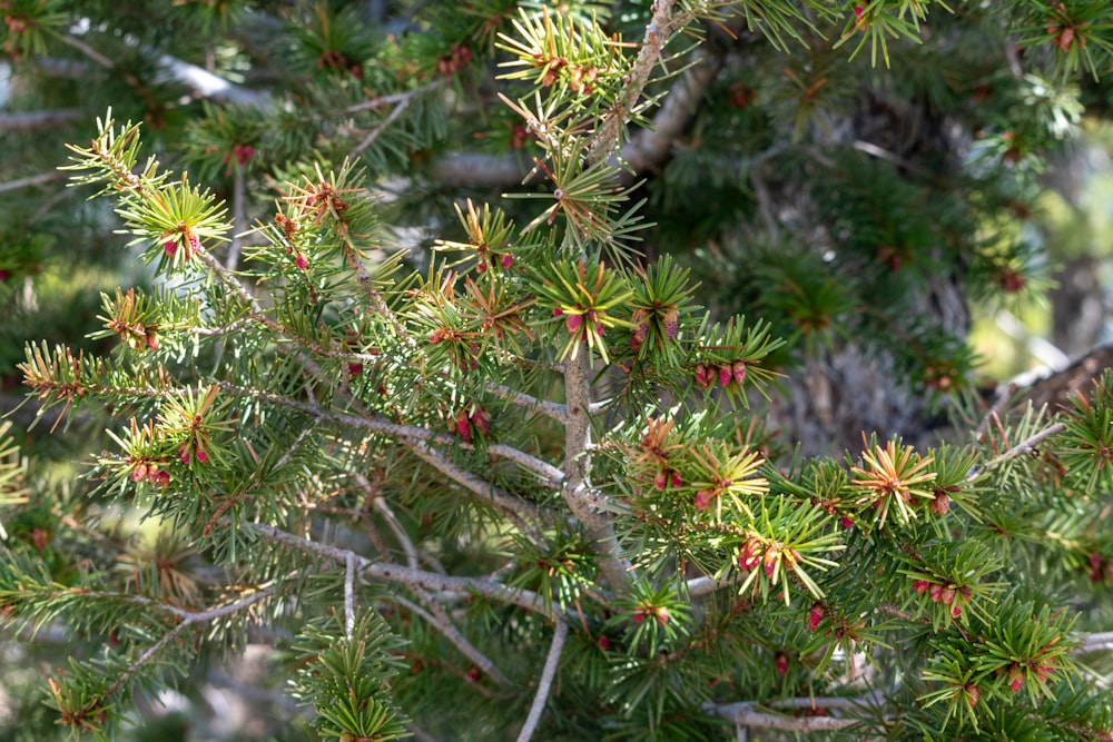 a close up of a pine tree with red berries