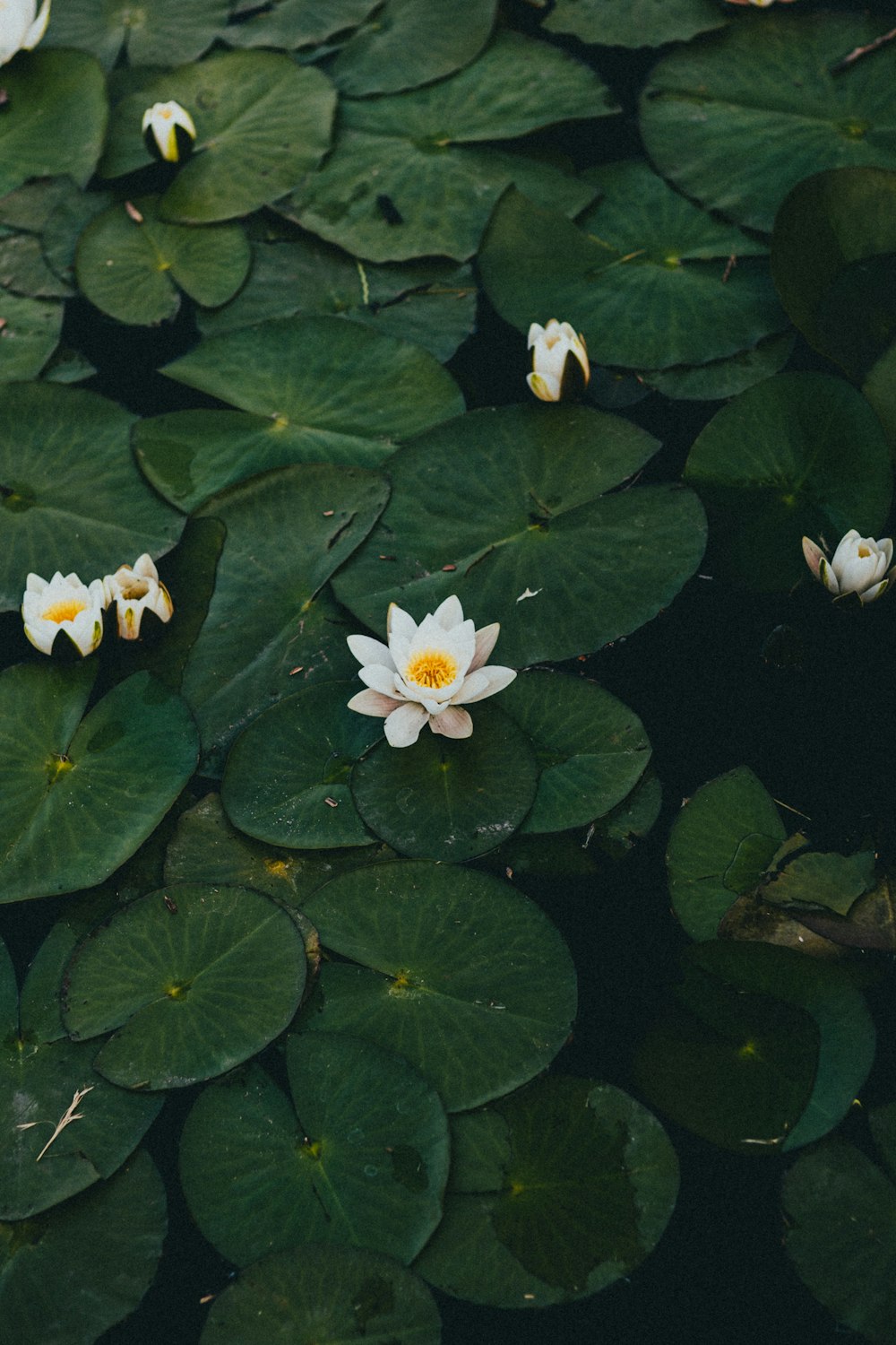 a group of white water lilies floating on top of green leaves
