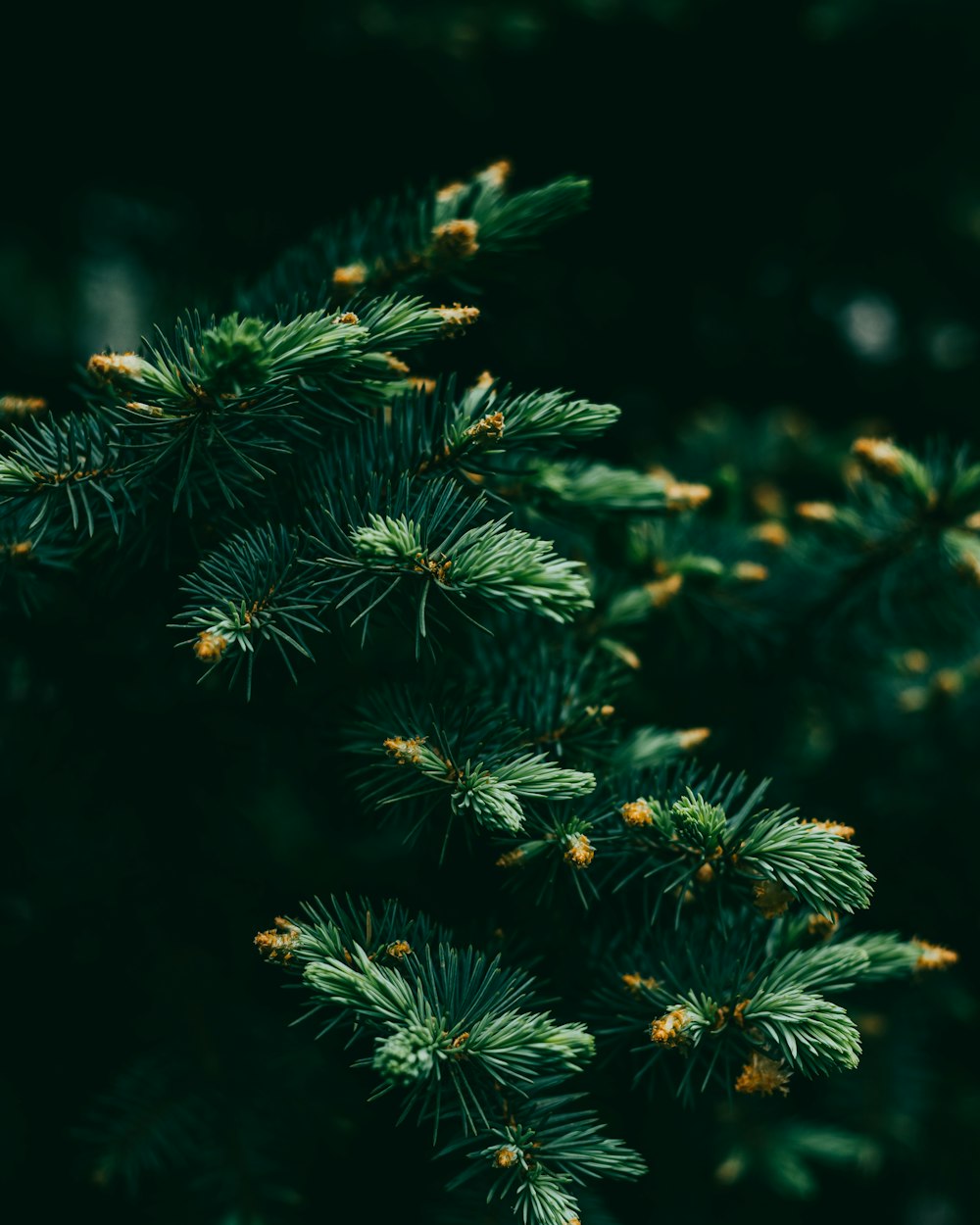 a close up of a pine tree branch