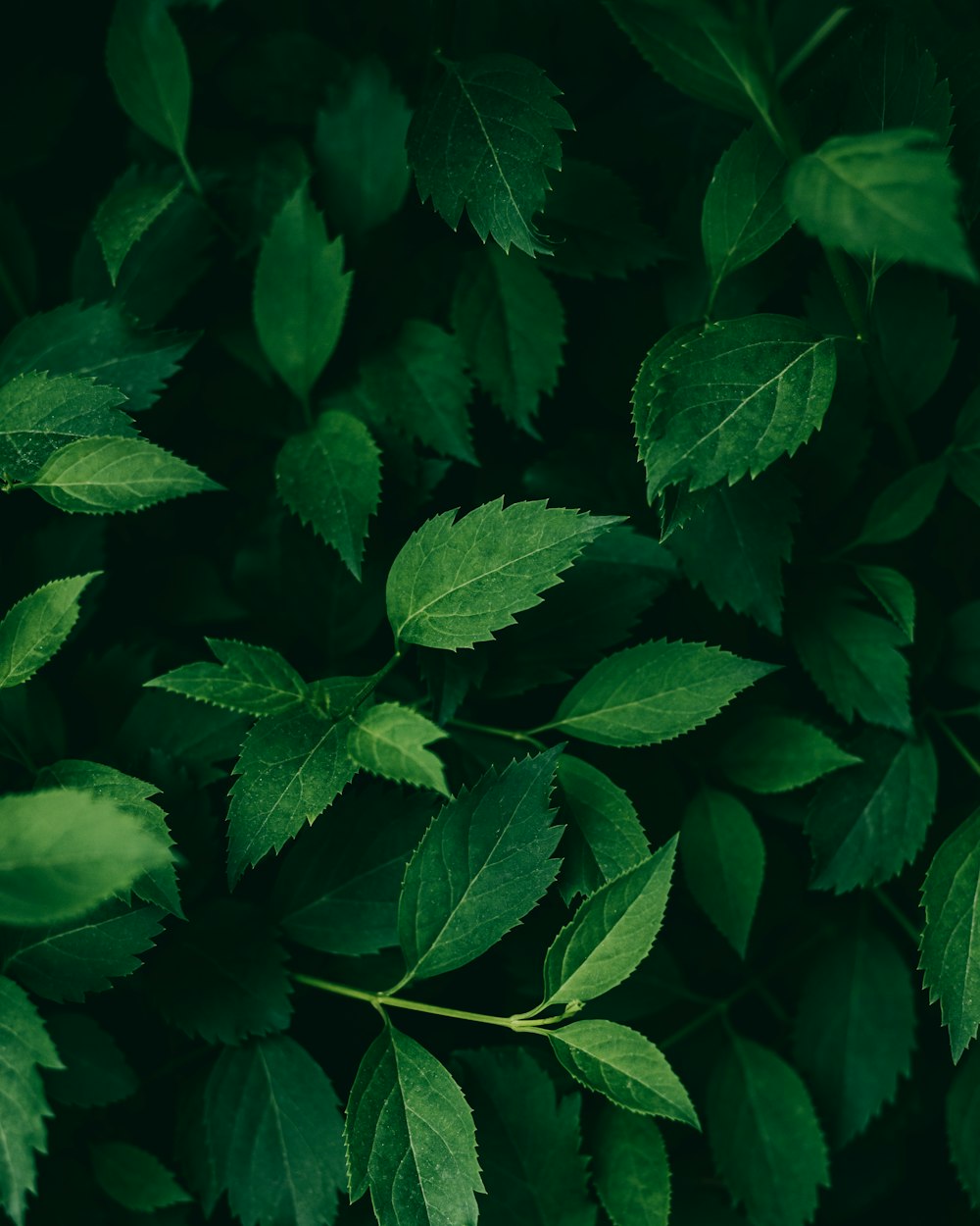 a close up of a green leafy plant