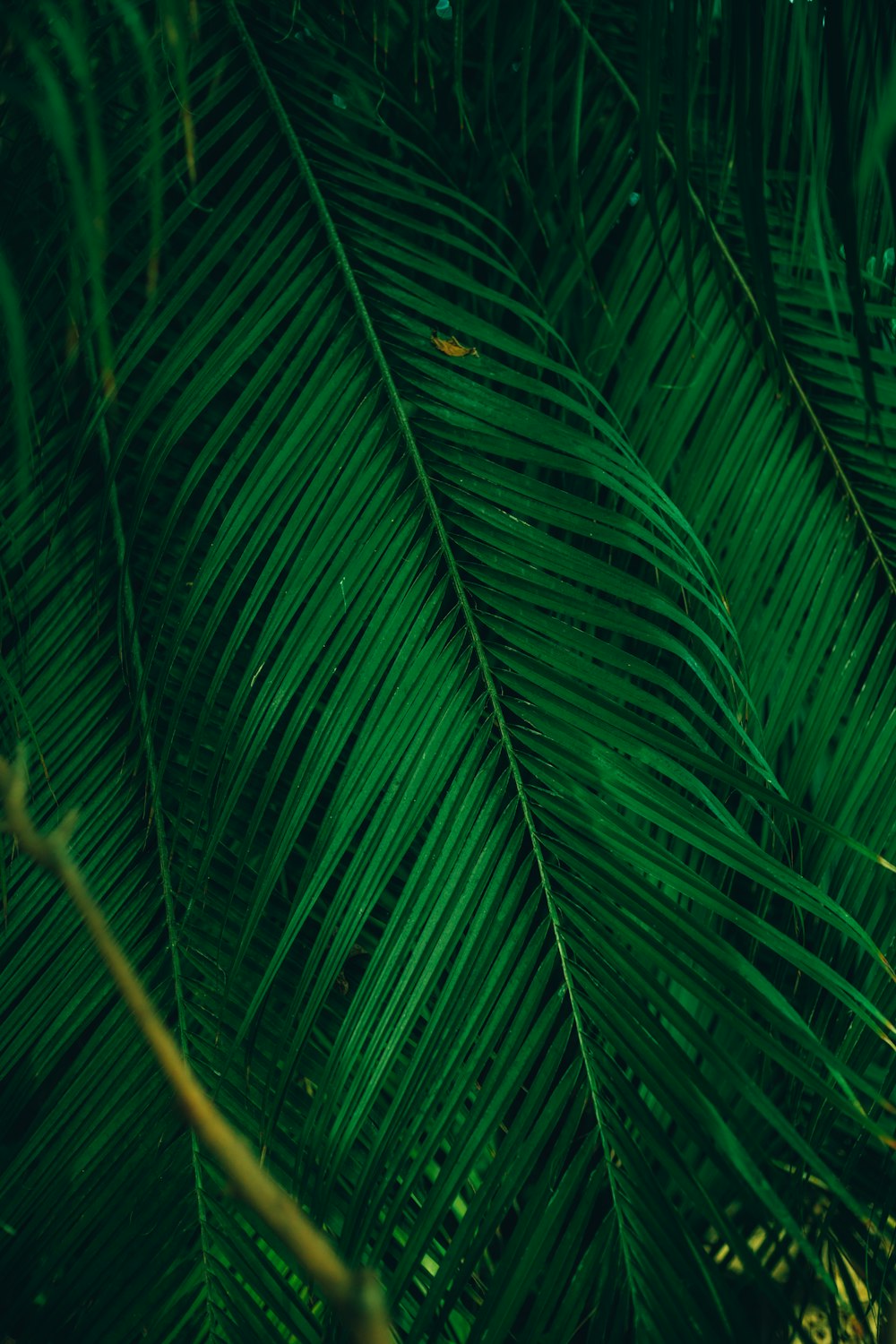 a close up of a palm tree leaves