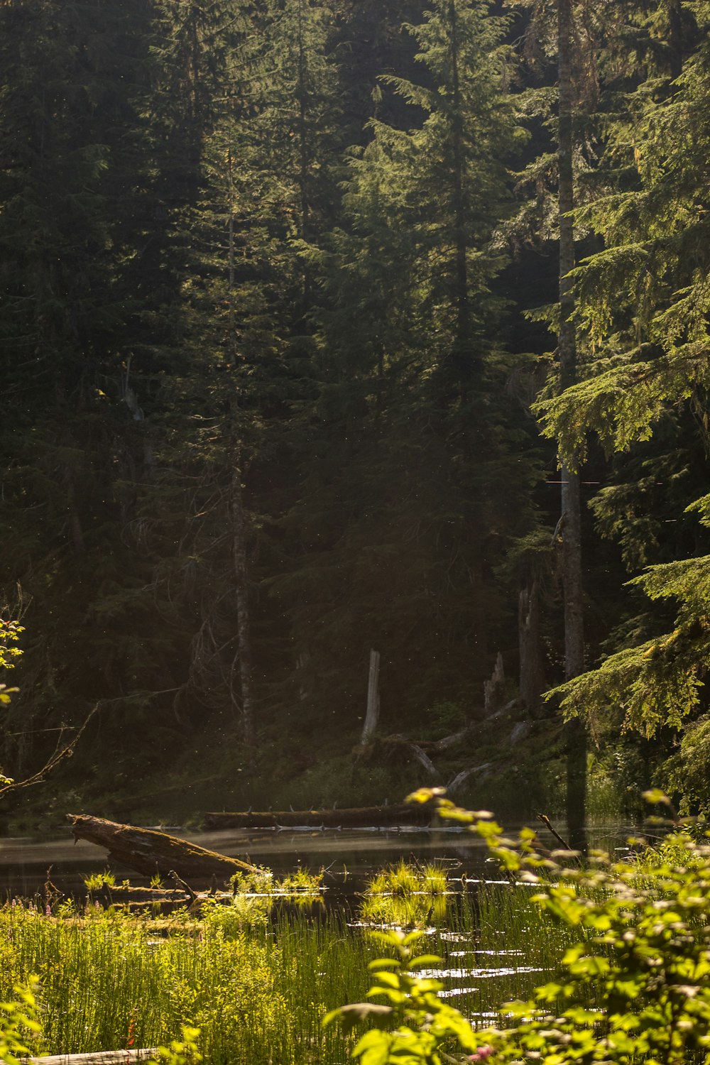 a forest filled with lots of tall trees