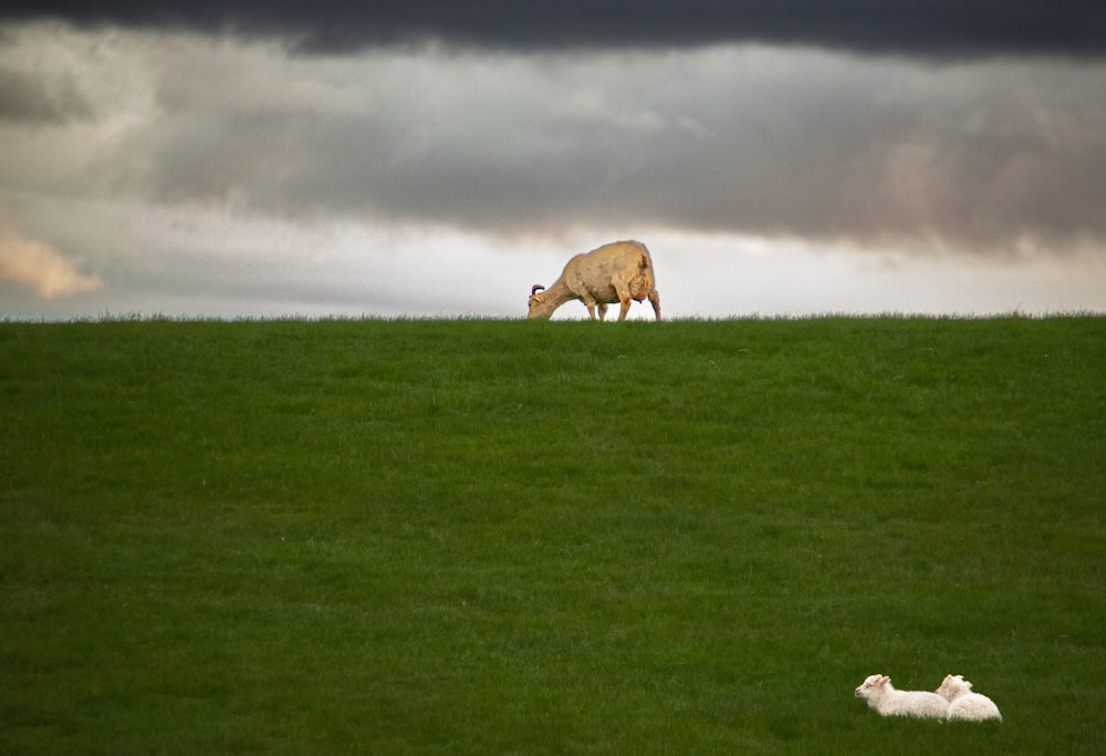 two sheep grazing on a lush green field
