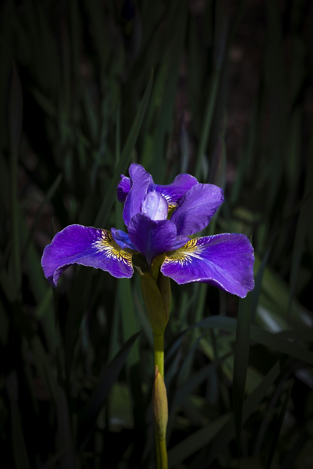 a purple flower with yellow stamens in the dark