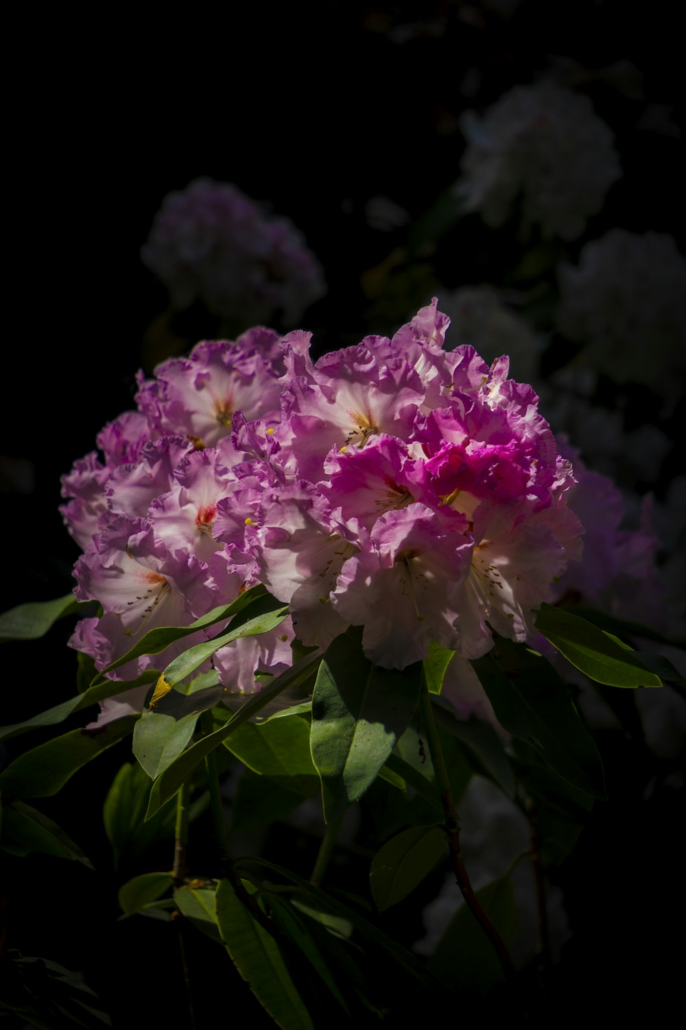 a bunch of flowers that are in the dark