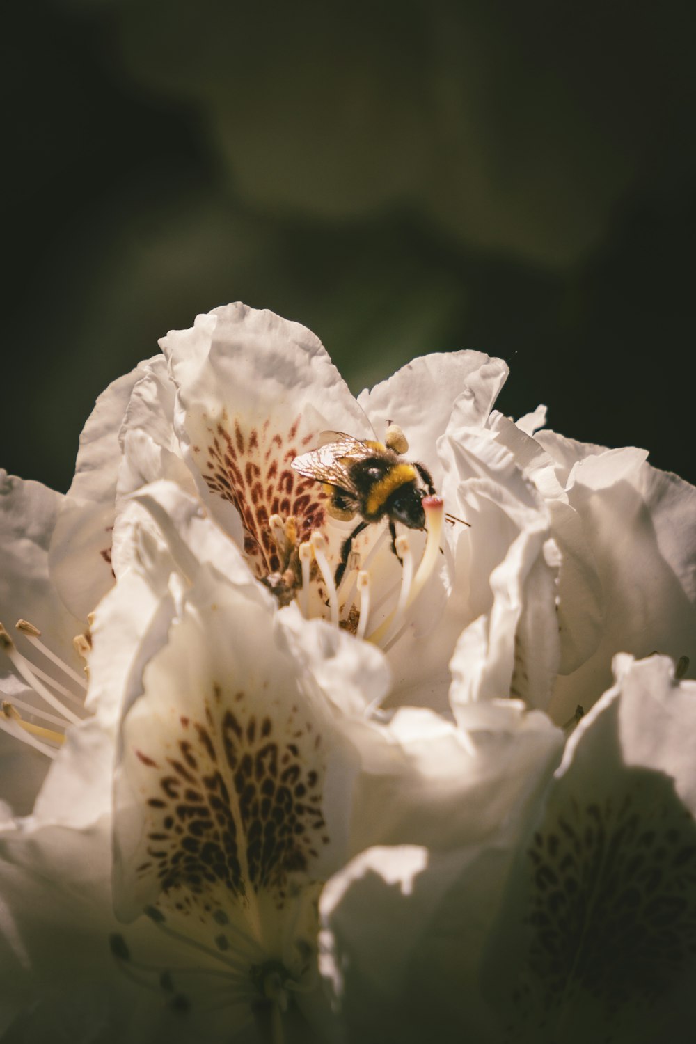 a close up of a flower with a bee on it