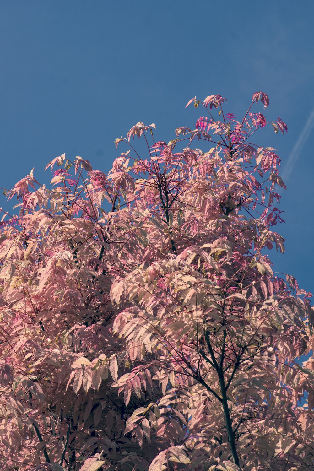 a tree with pink leaves against a blue sky