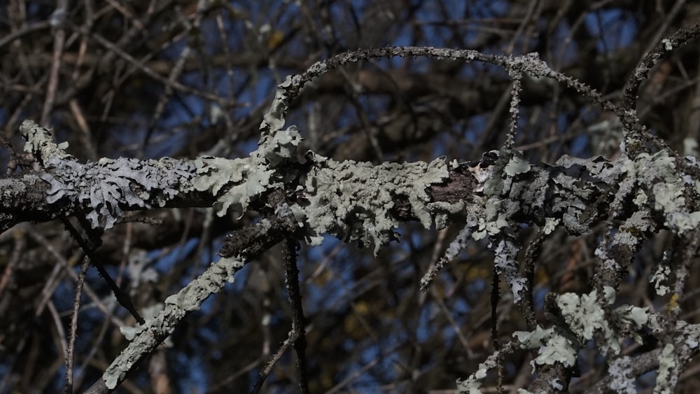 un gros plan d’une branche d’arbre avec du lichen dessus