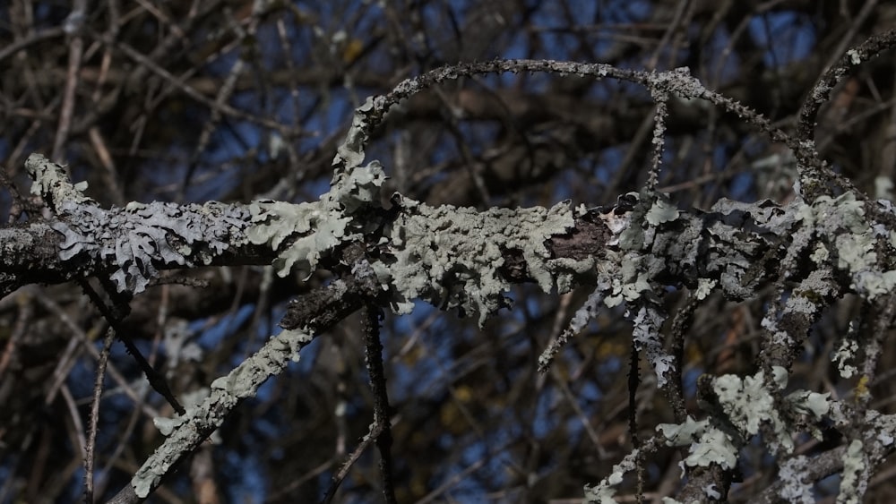 a close up of a tree branch with lichen on it