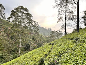 Lush green tea and coffee plantations stretching across rolling hills under a soft morning light.
