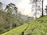 Sunrise over lush tea gardens with mist rolling through Darjeeling hills.