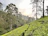 Sunrise over lush tea gardens with mist rolling through Darjeeling hills.