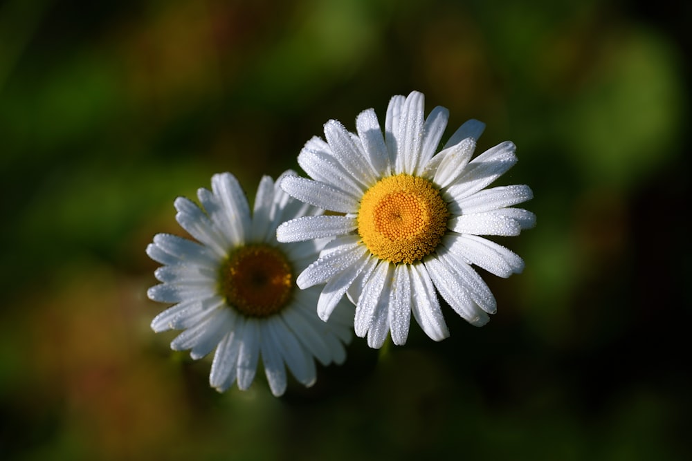 two white flowers with a yellow center on a green background
