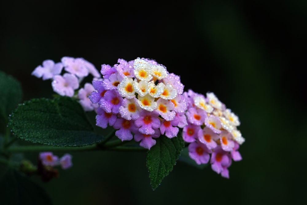 a bunch of flowers that are sitting on a branch