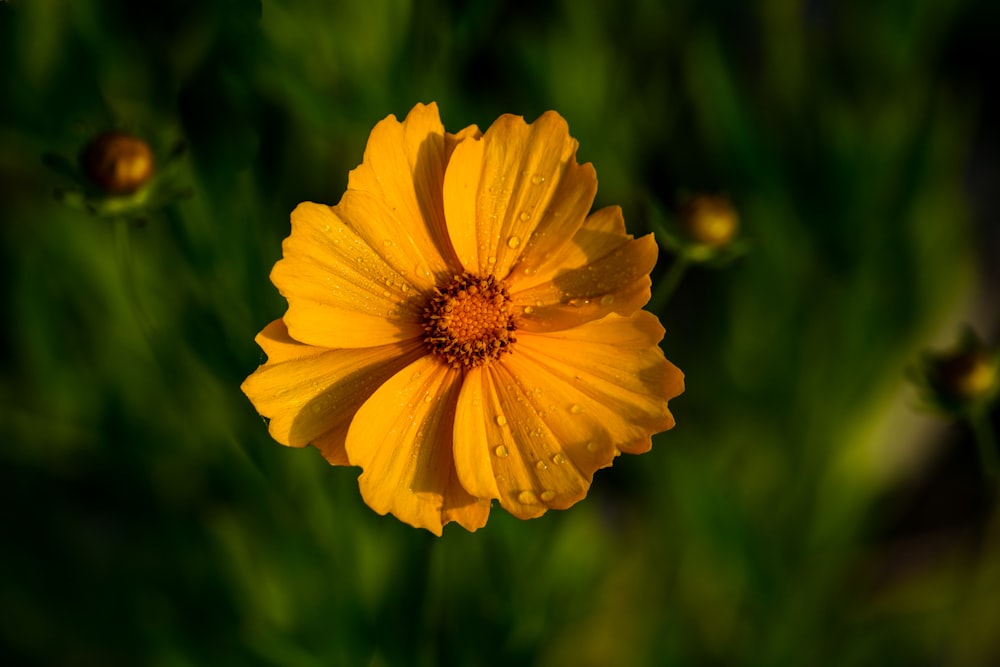 a close up of a yellow flower in a field