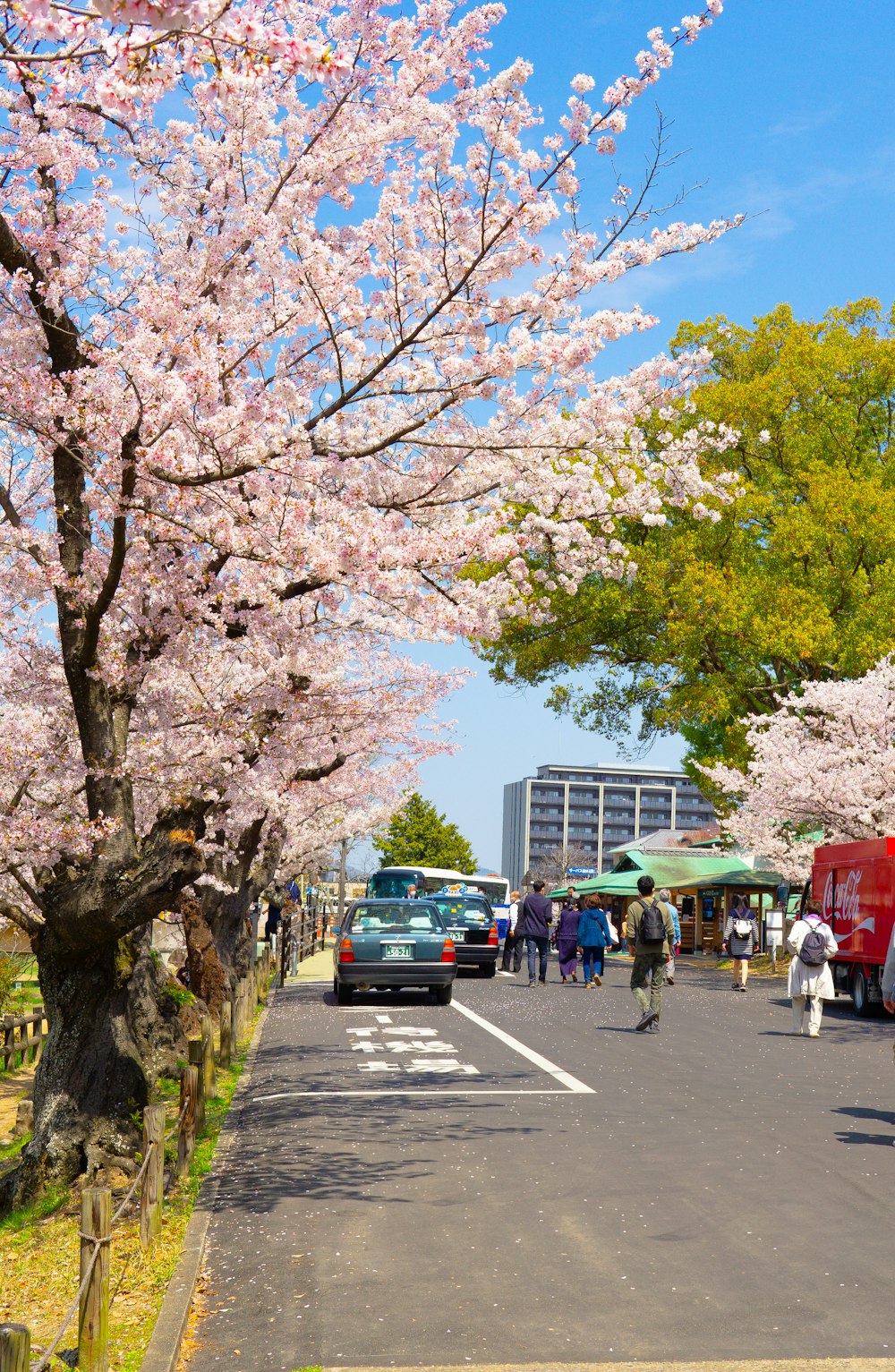 a group of people walking down a street under cherry blossom trees