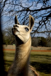 A llama wearing professional reading glasses looking thoughtfully at a laptop screen.