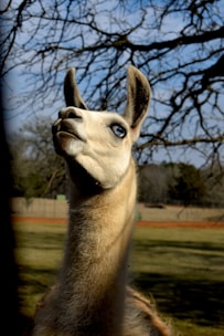 A llama wearing professional reading glasses looking thoughtfully at a laptop screen.