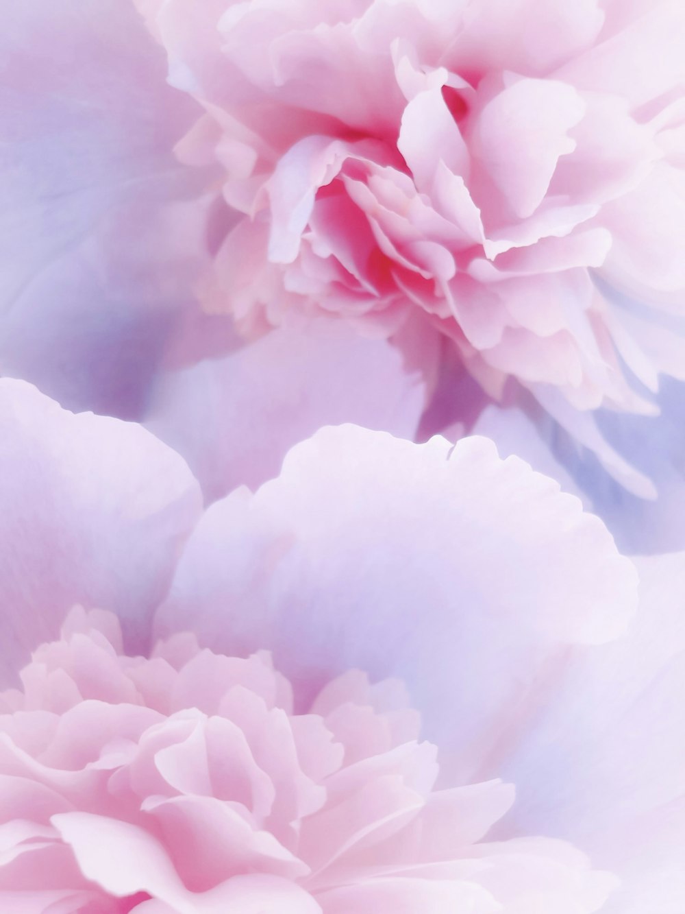 a close up of pink flowers on a white background