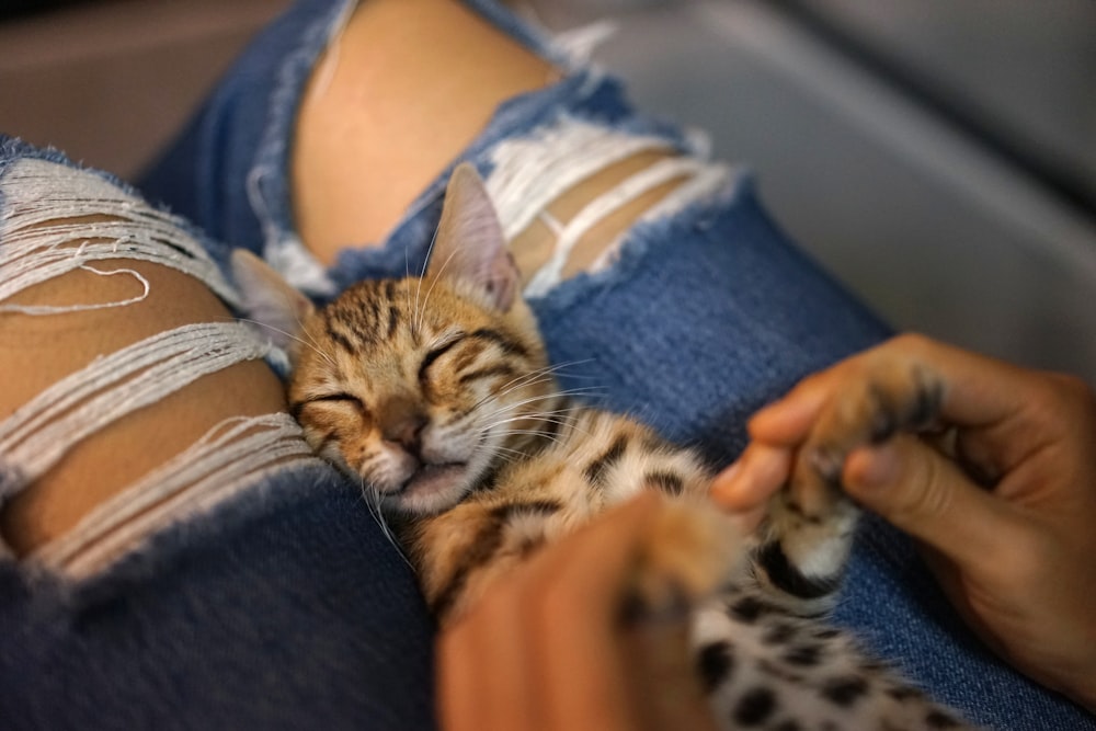 a person holding a small kitten in their lap