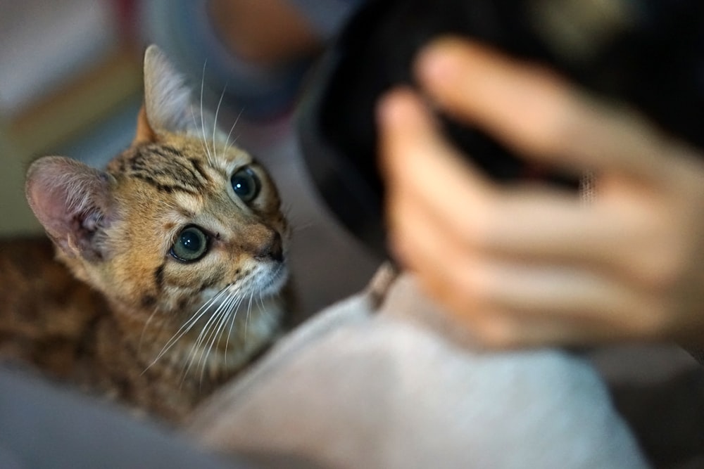 a person holding a small kitten in their arms