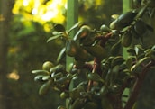 a close up of a tree with fruit on it