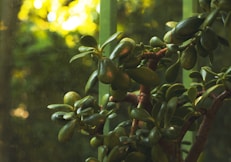 a close up of a tree with fruit on it