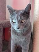 A gray cat with bright, attentive eyes sits upright next to a cat scratching post and a carpeted cat tree. The cat's fur is short and smooth, and there is a soft pinkish light creating a warm atmosphere.