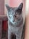 A gray cat with bright, attentive eyes sits upright next to a cat scratching post and a carpeted cat tree. The cat's fur is short and smooth, and there is a soft pinkish light creating a warm atmosphere.