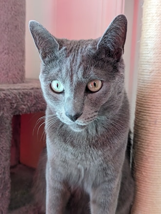 A gray cat with bright, attentive eyes sits upright next to a cat scratching post and a carpeted cat tree. The cat's fur is short and smooth, and there is a soft pinkish light creating a warm atmosphere.