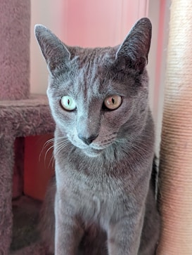 A gray cat with bright, attentive eyes sits upright next to a cat scratching post and a carpeted cat tree. The cat's fur is short and smooth, and there is a soft pinkish light creating a warm atmosphere.
