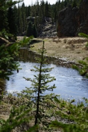 A group of young people planting trees near a river, symbolizing environmental restoration.
