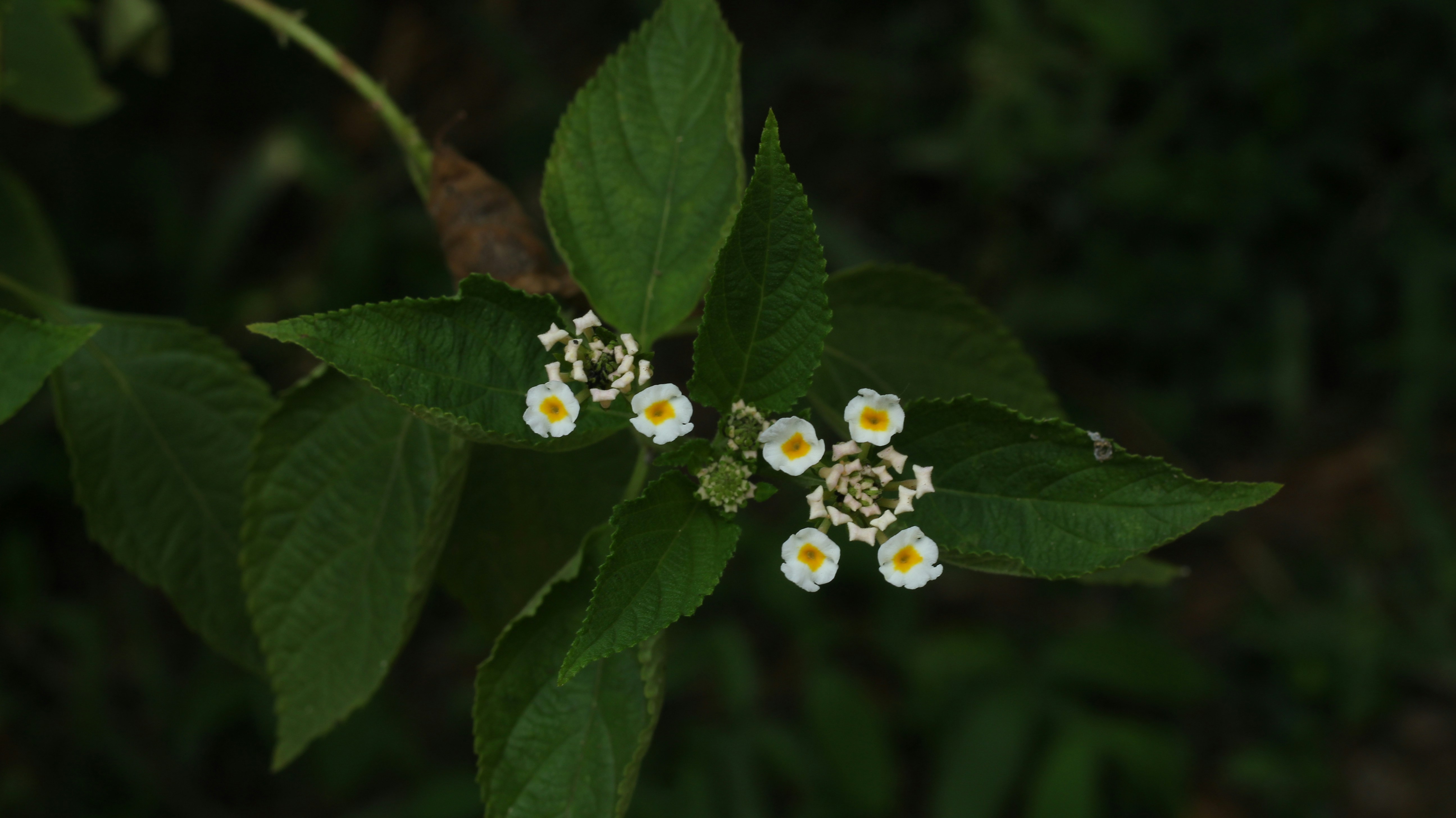 Photo by _odishawalaa___