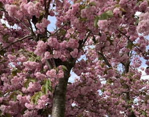 Vibrant pink cherry blossoms cover the tree branches, creating a thick, colorful canopy. The sky peeks through in patches, adding a backdrop of soft blue. Green leaves intermingle with the blossoms, adding contrast and texture.