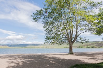 a lone tree on the shore of a lake