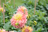 Rows of freshly cut dahlias in a greenhouse, showcasing different shapes and colors.