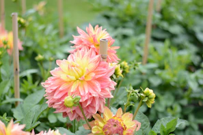 Rows of freshly cut dahlias in a greenhouse, showcasing different shapes and colors.