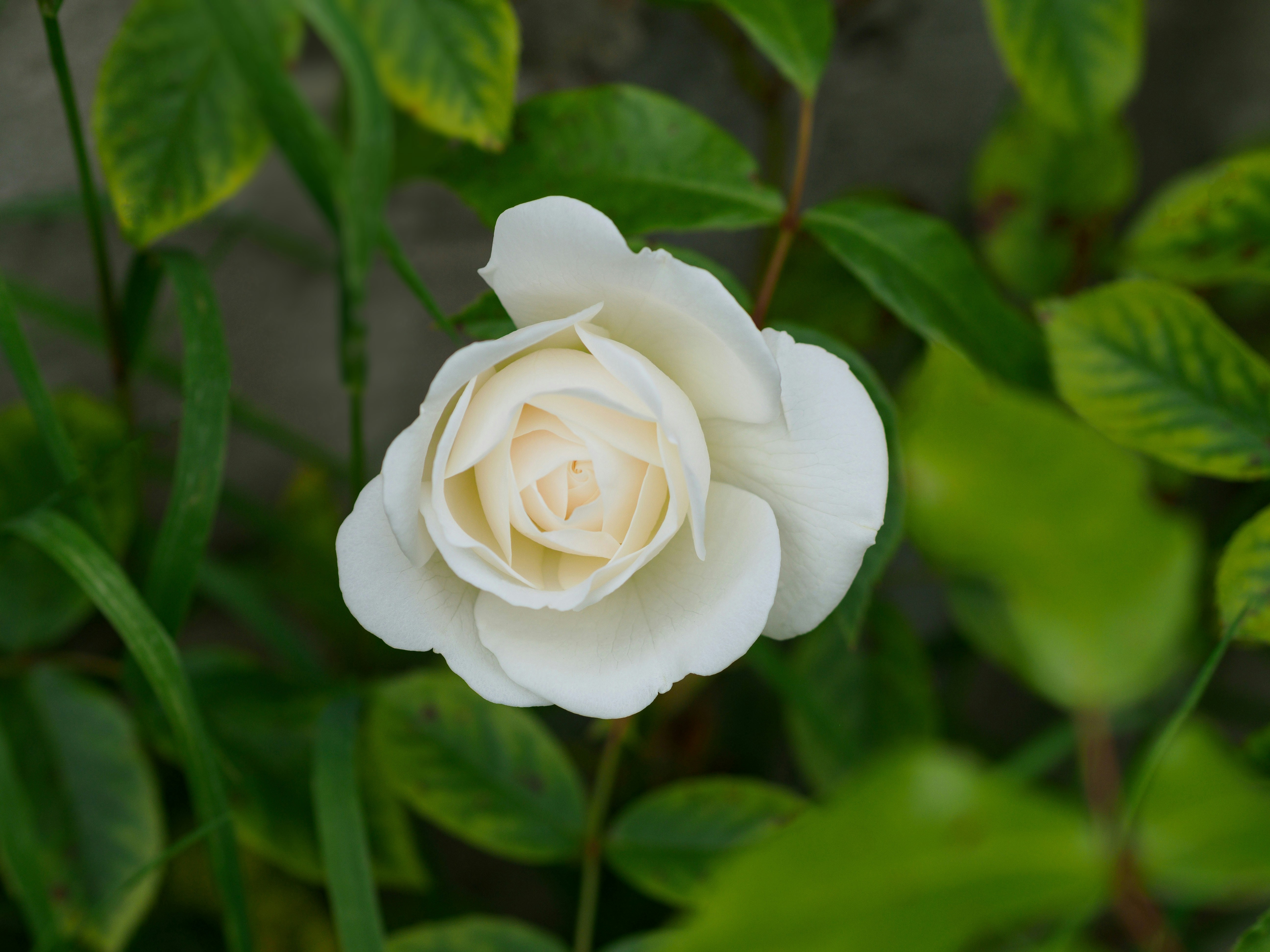 Photo by brett_jordan