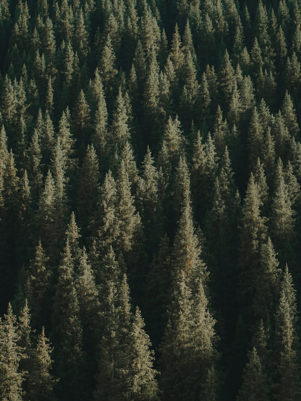 a large group of trees in a forest